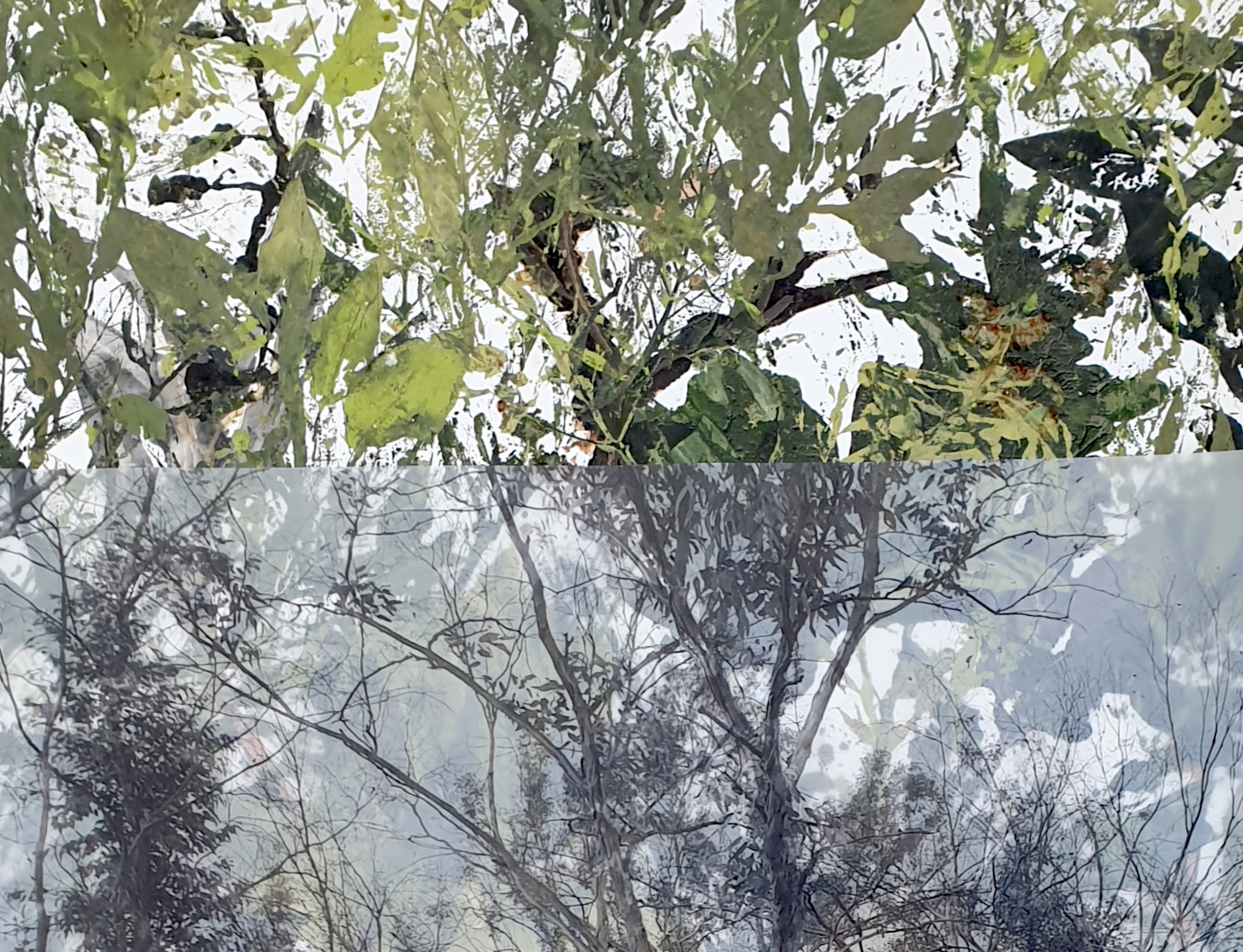 Giorgia Severi’s ‘SHOOTING STARS. BOTANICAL CONVERSATIONS WITH PETER KENNETH LATZ 24° 34' 21"S 133° 8' 52"E’ to Be Presented at BOoks