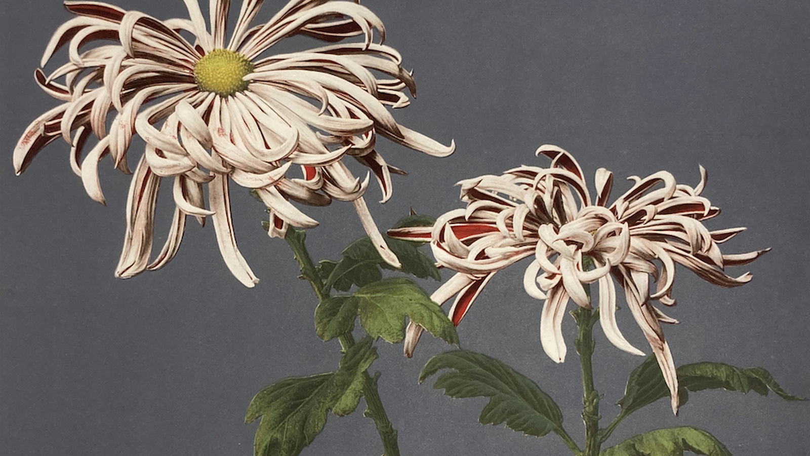 Dayton Art Institute’s ‘Looking for Japan’ Traces Meiji-Era Photography and Western Influence