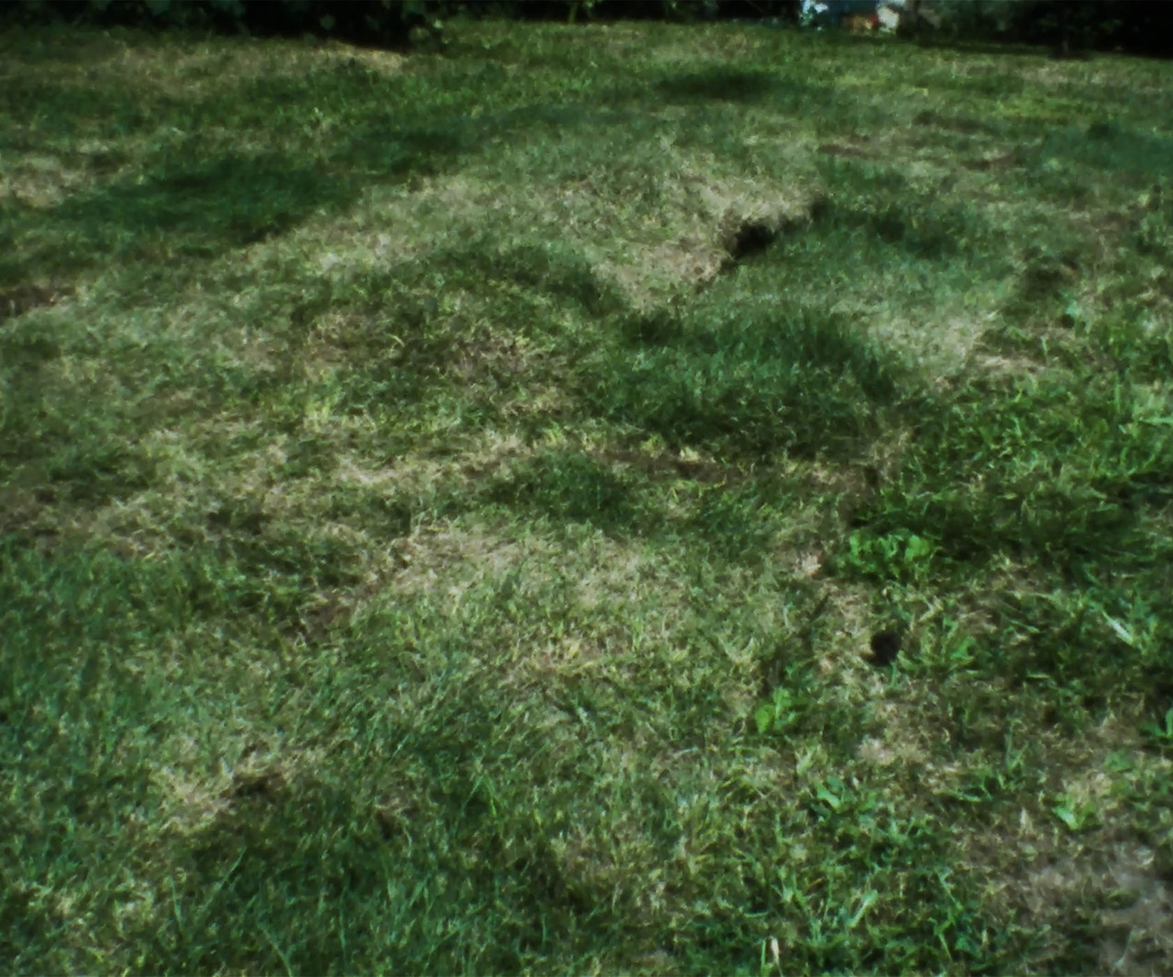Herbert F. Johnson Museum Presents Ana Mendieta’s ‘Grass Breathing’
