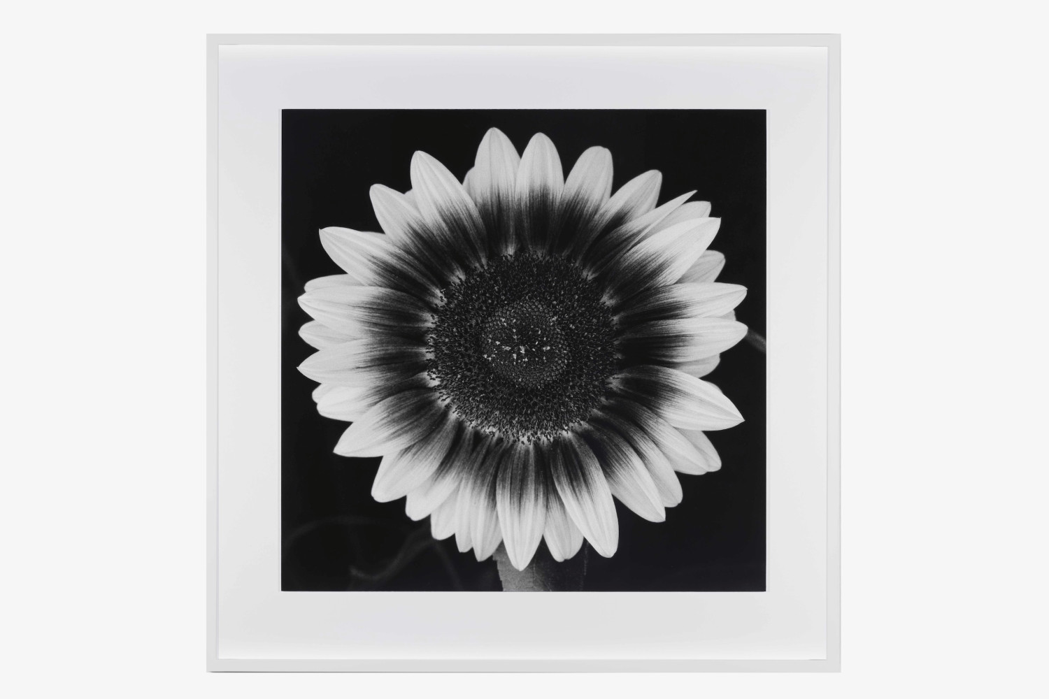 Artwork associated with Anouk Tschanz