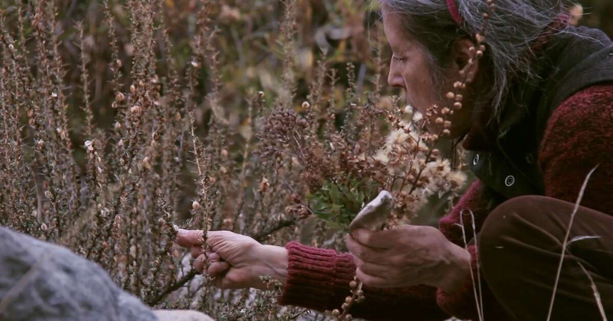 'Seeds. Reclaiming Roots, Sowing Futures' Remains on View Until February 2027