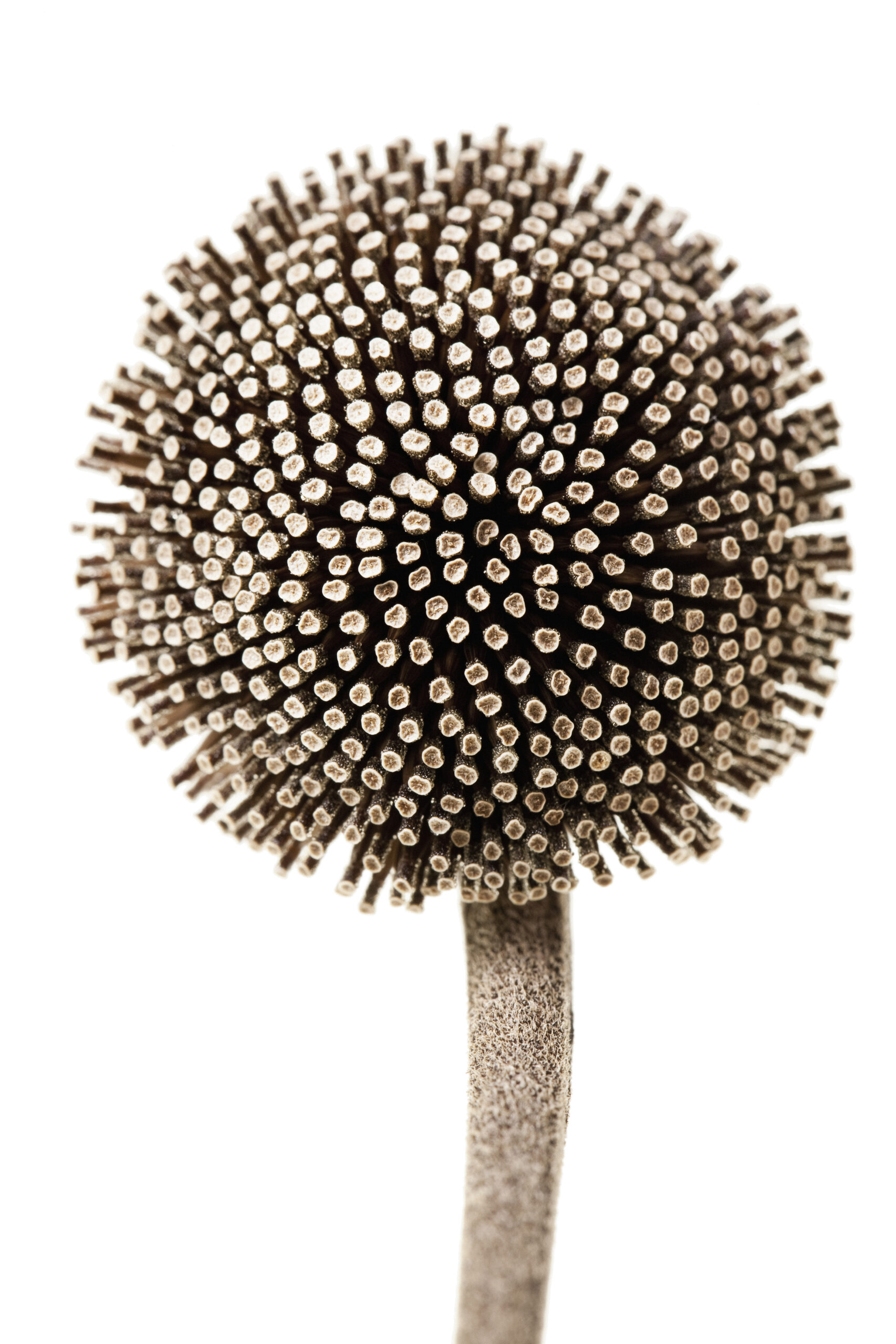 Lena Granefelt to Explore Nature’s Hidden Worlds in ‘Natura Obscura’ at Abecita