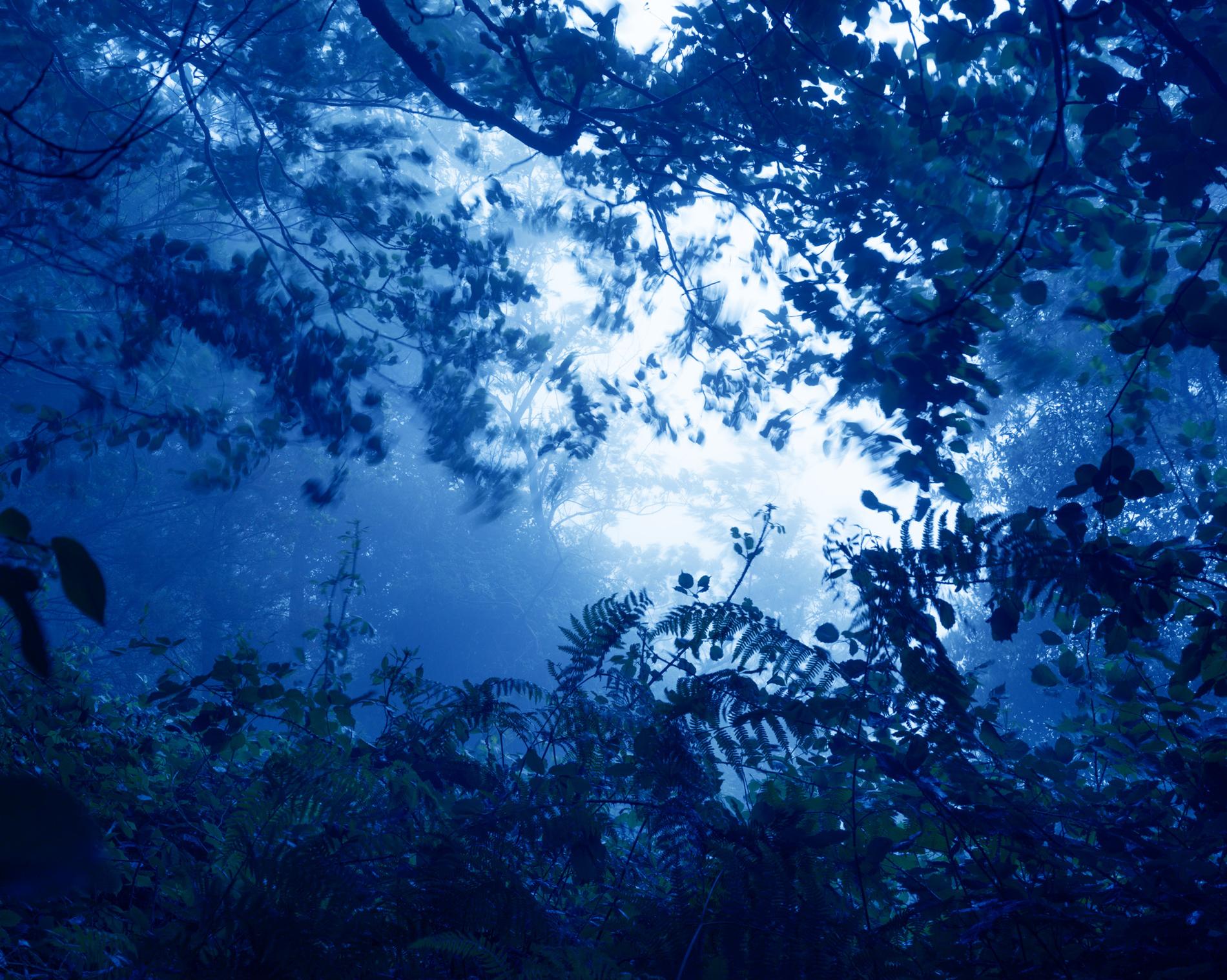 Tanya Marcuse’s ‘Portent’ Brings Ecological Unease to Toronto’s Image Centre