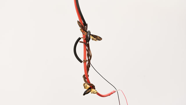 Vibeke Mascini Presents New Installation in Hammer Projects