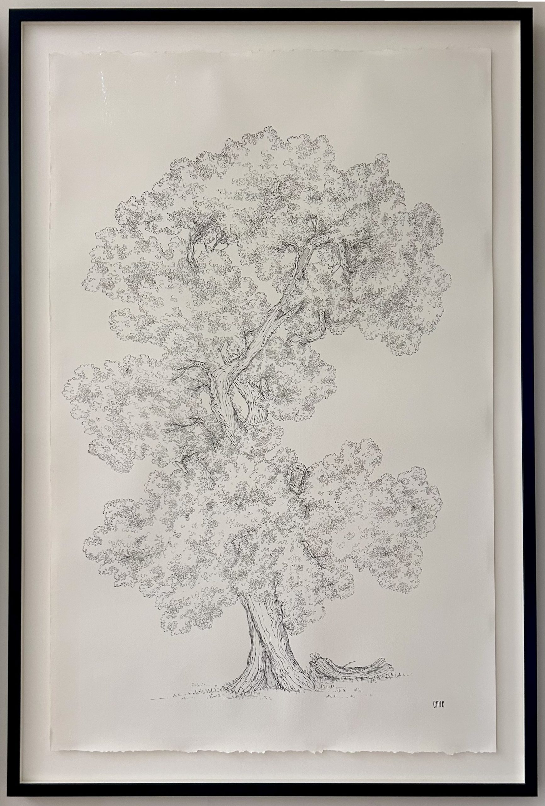 Belgravia Gallery highlights Cicely Creswell’s ink drawing 'The Great Oak'