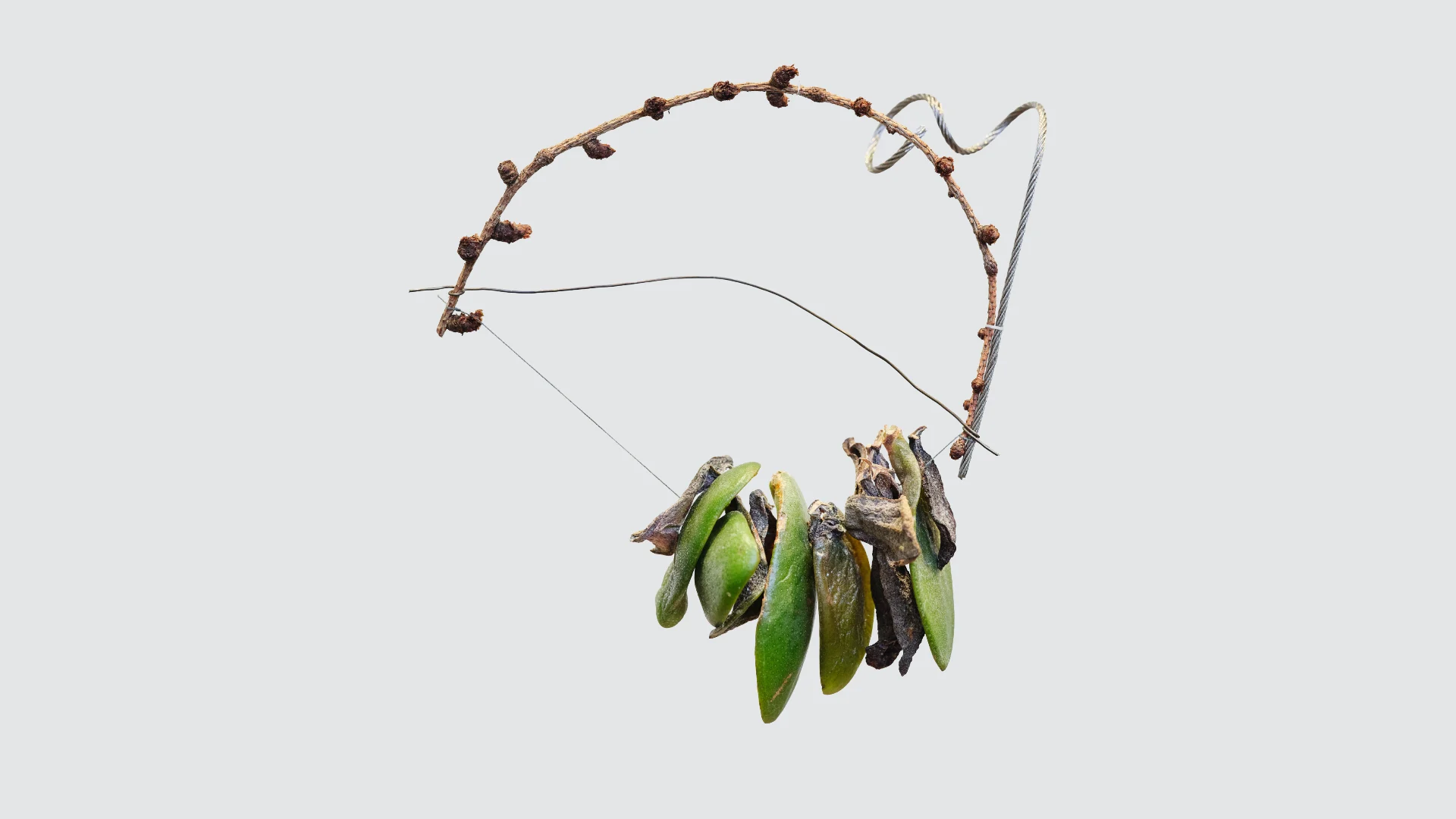 Artwork associated with Cecilia Vicuña