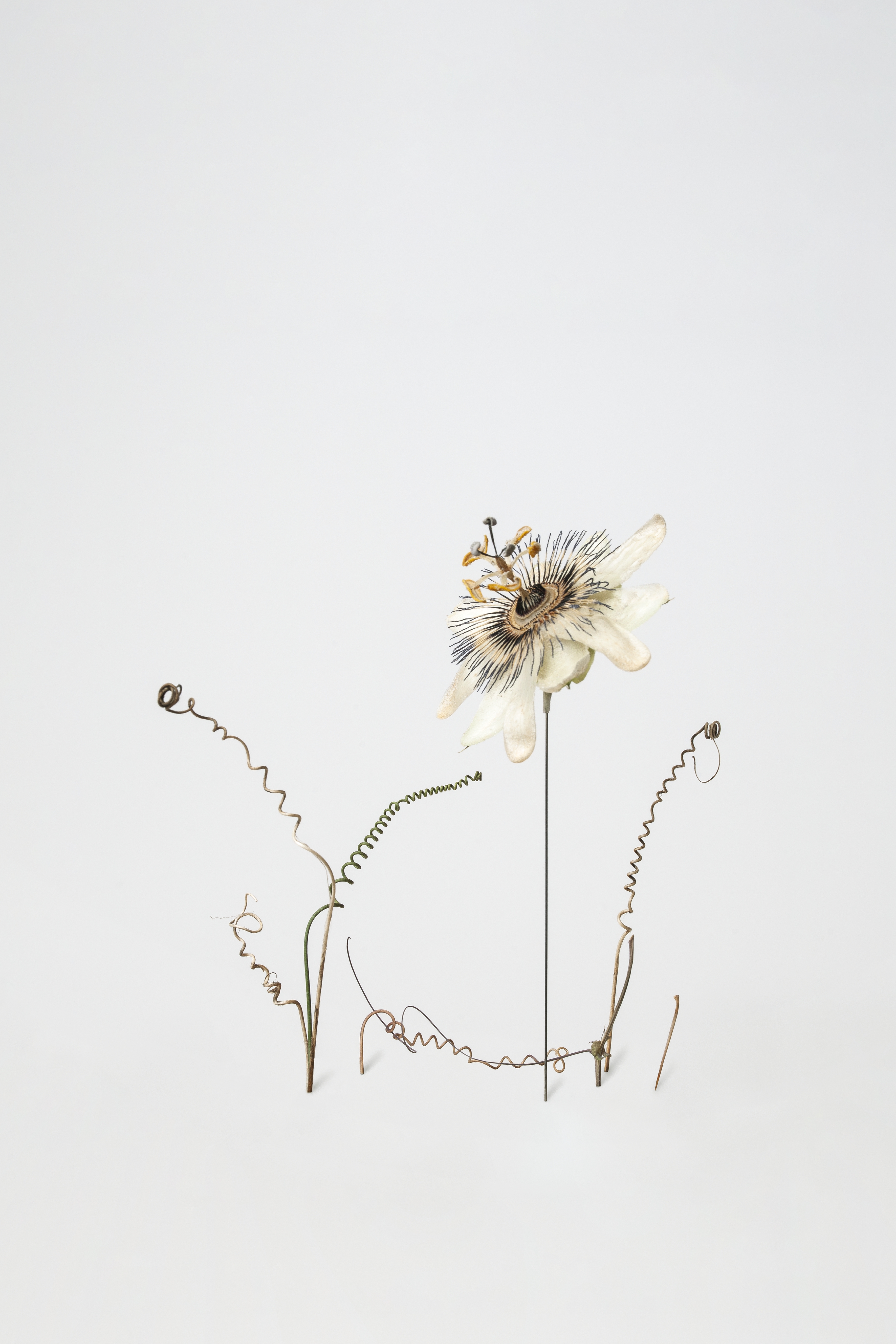 Artwork associated with Angelika March-Rintelen