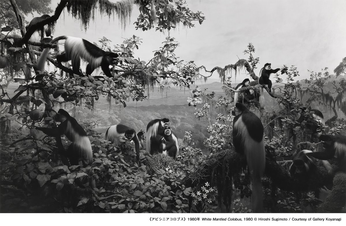 MOMAT highlights Hiroshi Sugimoto’s photographs of dioramas and wax figures
