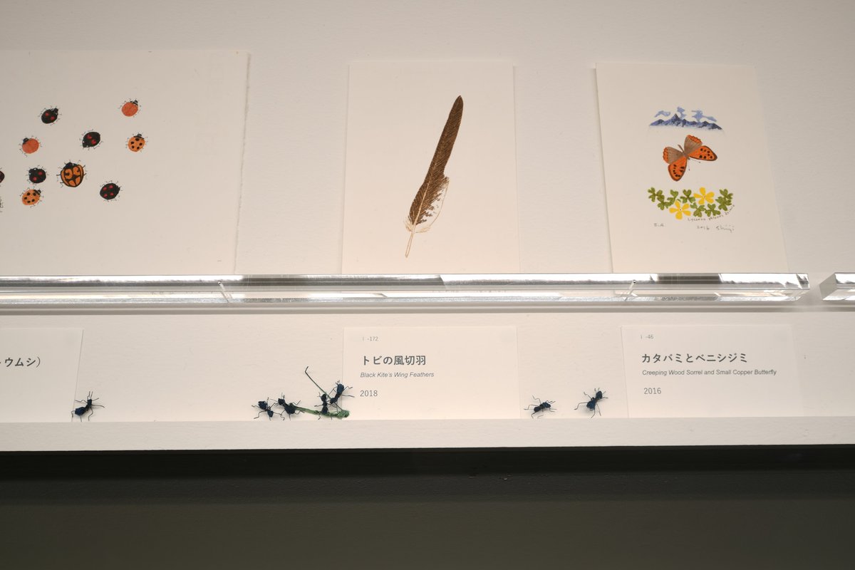 Kamakura Museum highlights Shinji Yamamoto woodblock prints with insect details