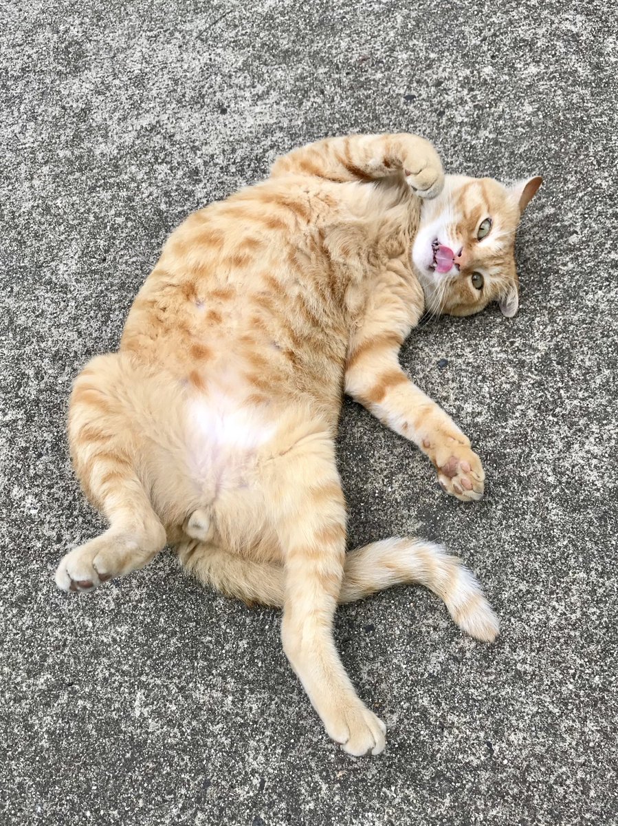 Onomichi City Museum of Art highlights ‘Cats Who Leapt Through Time’ featuring Go-chan