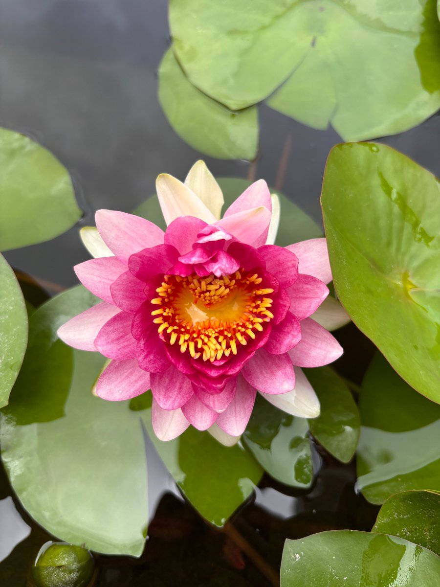 Rare heart-shaped water lily blooms at Ohara Museum of Art